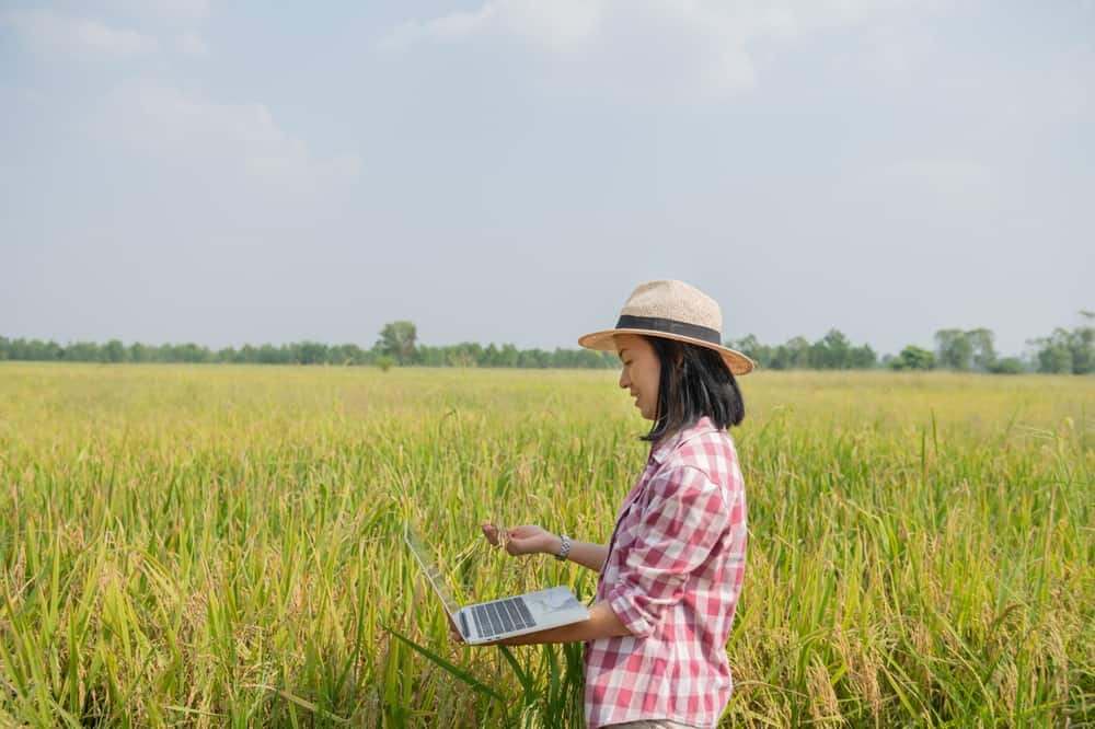 A woman holding a laptop in a wheat field